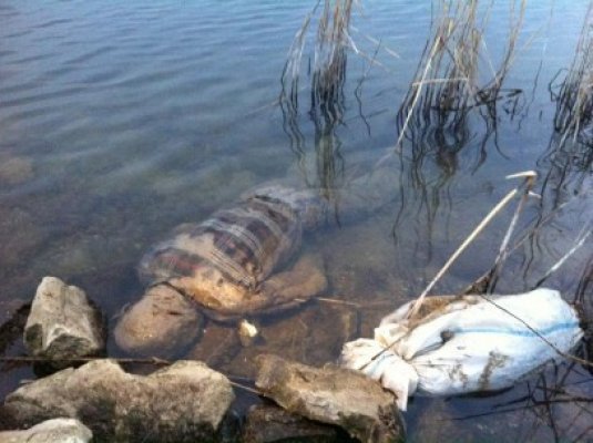 Pompierii, alertaţi să recupereze un cadavru